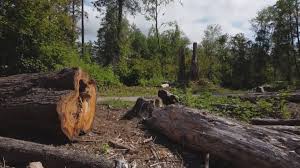 Best Fruit Tree Pruning  in Laguna Park, TX