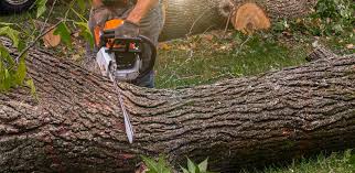 Best Hedge Trimming  in Laguna Park, TX