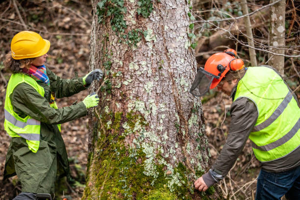 How Our Tree Care Process Works  in  Laguna Park, TX